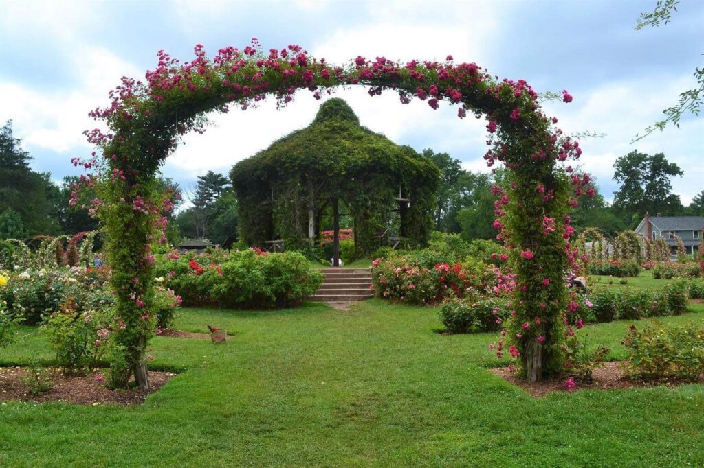 A charming vine-covered gazebo, framed by a rose-covered arch at Elizabeth Park Rose Garden