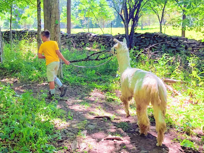 Young boy leading an alpaca on a wooded trail at Clover Brooke Farm.