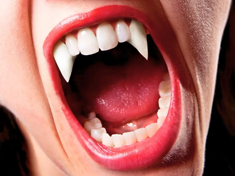 Close-up of vampire fangs used in weird museum displays.