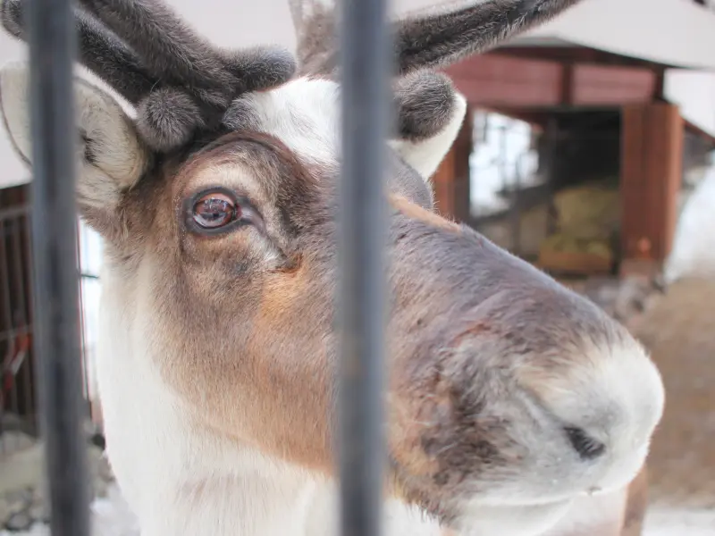 Close-up of a reindeer at the Greenwich Reindeer Festival