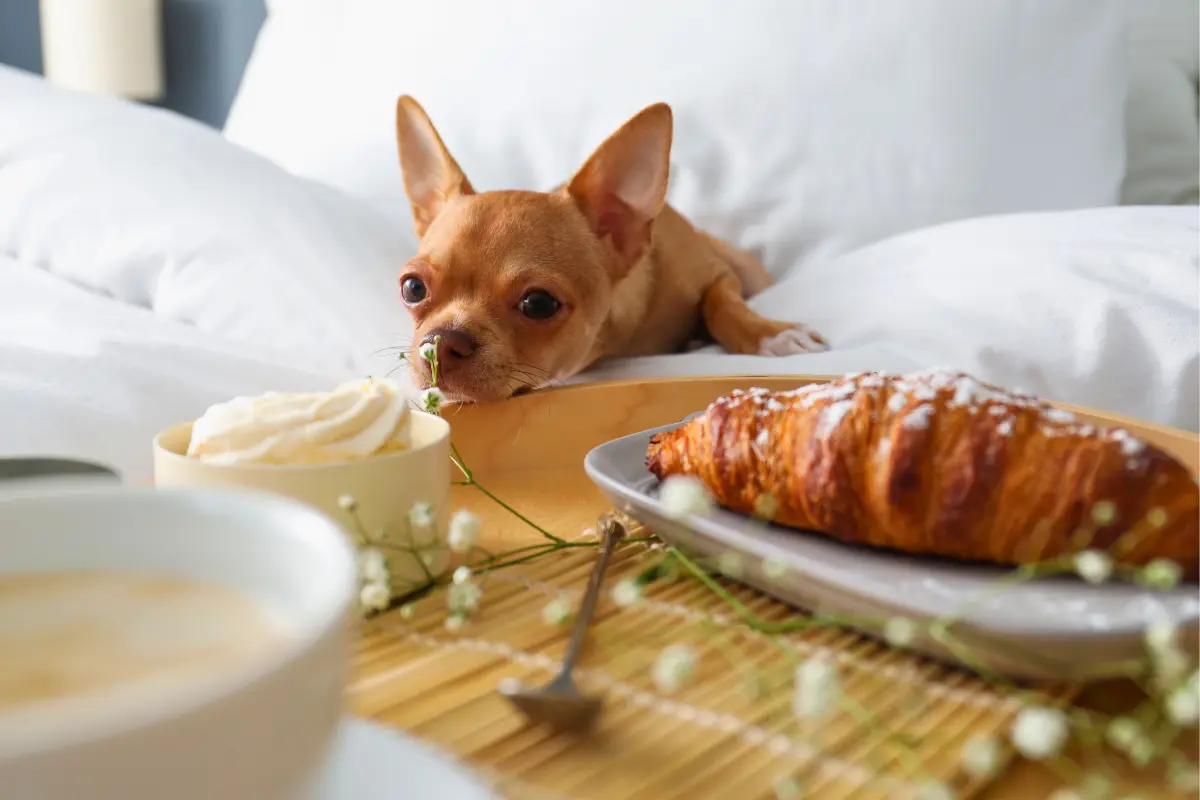 Small dog eyeing breakfast in bed with coffee and a croissant at a pet friendly hotel room