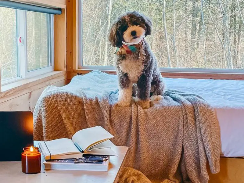 Dog sitting on the bed inside a cozy cabin at Postcard Cabins in Epsom NH
