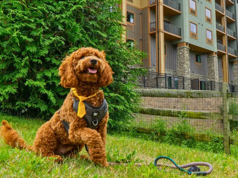 Dog sitting on the grass outside of pet friendly hotel rooms in Pennsylvania.