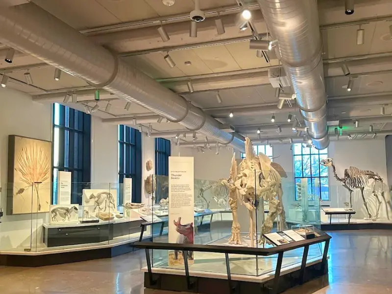 Dinosaur fossils in Yale Peabody Museum exhibit hall, one of the top free museums in Connecticut